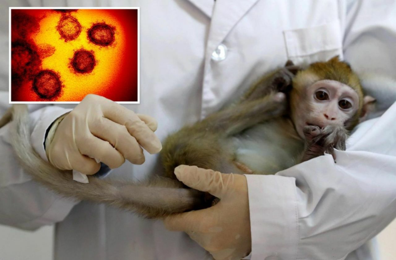 آزمایش-واکسن-چینی-کرونا-روی-میمون‌ها-ثمربخش-بود