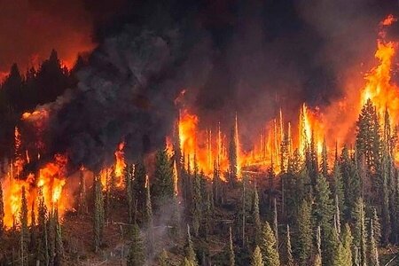 دلیل-آتش-سوزی-جنگل‌های-ایران-چیست-