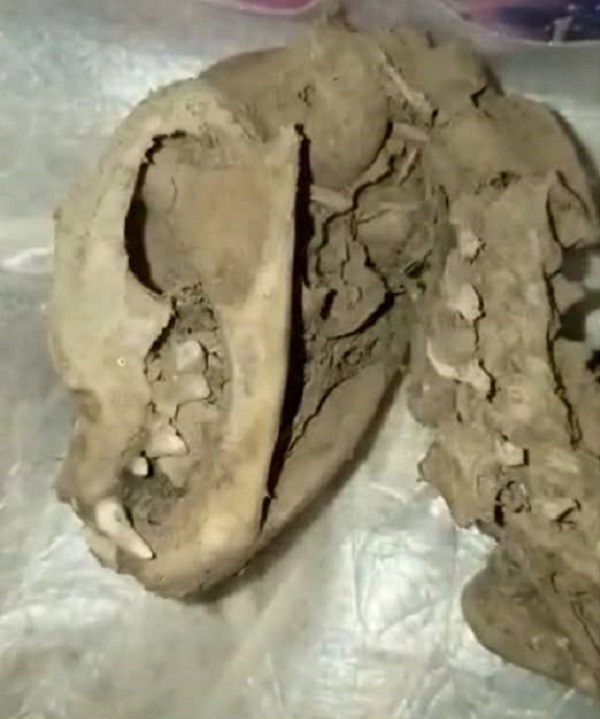 کشف-اسکلت-یک-نوزاد-دایناسور-در-ایران