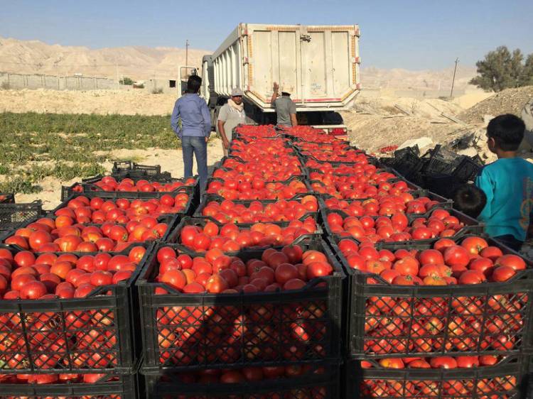 تولید-۶-۳-میلیون-تن-گوجه-فرنگی-امسال-در-کشور-