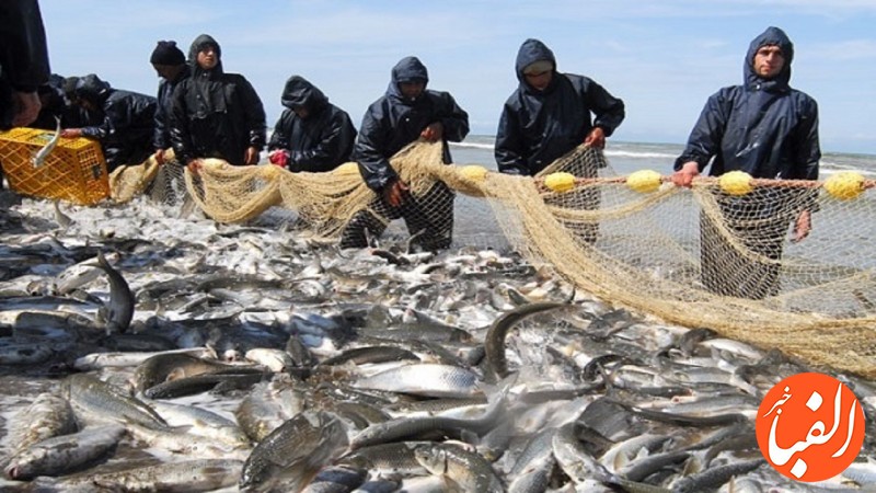 صید-بالای-500-هزار-تن-ماهی-توسط-صیادان-در-شمال-و-جنوب