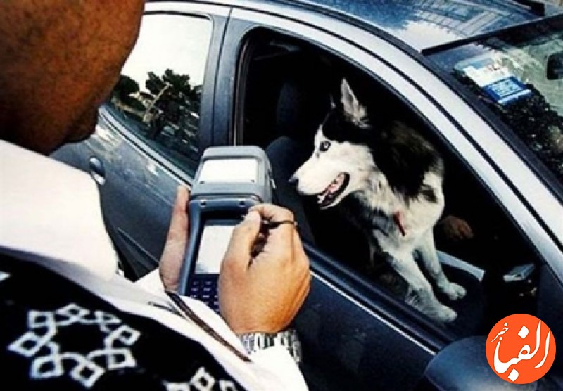 موضع-جدید-پلیس-درباره-سگ-گردانی-در-خودرو