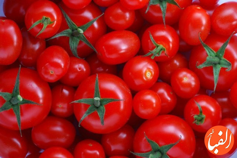 کاهش-کشت-و-افزایش-قیمت-گوجه-فرنگی