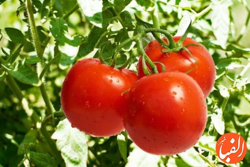 استفاده-از-سویه-های-اکتینومیستی-برای-تهیه-محرک-رشد-اختصاصی-گوجه-فرنگی