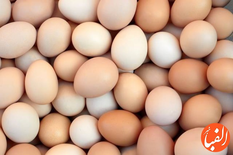 بررسی-قیمت-تخم-مرغ-و-لبنیات-در-این-هفته