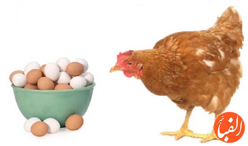 قیمت-مرغ-و-تخم-مرغ-در-تاریخ-1400-8-19