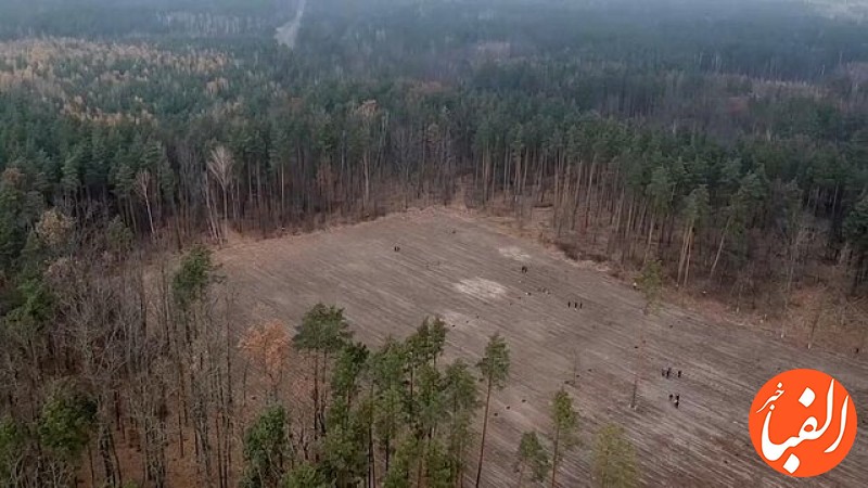 طرح-بلندپروازانه-اوکراین-برای-احیای-جنگل-های-این-کشور