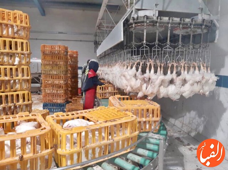 3000-تن-گوشت-مرغ-در-کشتارگاه-های-سیستان-و-بلوچستان-تولید-می-شود