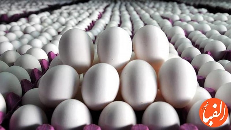 قاچاق-تخم-مرغ-از-کشور-صحت-دارد