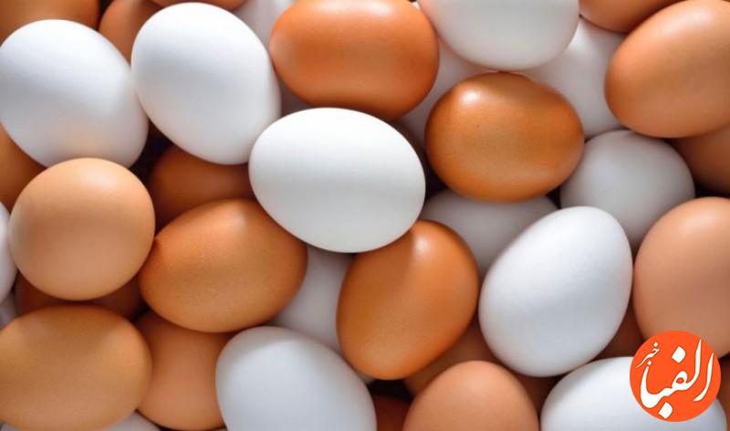 پشت-پرده-کوچک-شدن-تخم-مرغ-ها-در-بازار