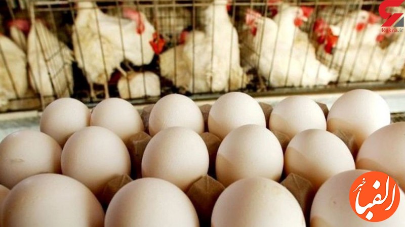 قیمت-تخم-مرغ-برای-عید-و-ماه-رمضان-بدون-تغییر-می-ماند