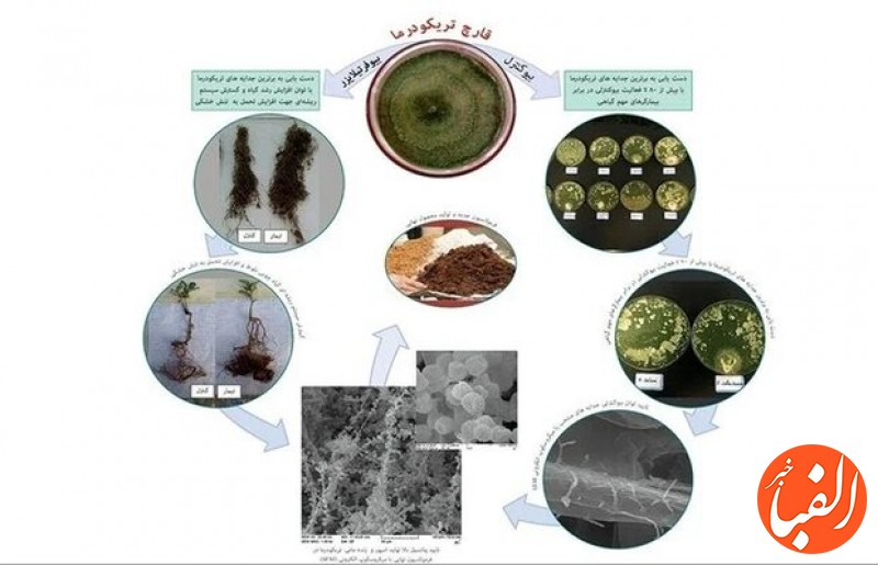 تولید-انبوه-پروبیوتیک-گیاهی-مبتنی-بر-سویه-های-بومی-قارچ-تریکودرما