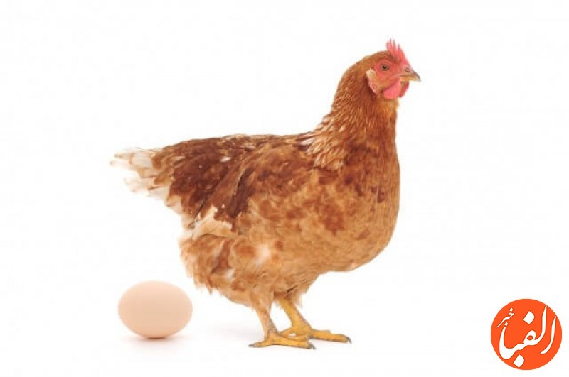 جدیدترین-قیمت-مرغ-و-تخم-مرغ-در-بازار-مشخص-شد-جزییات