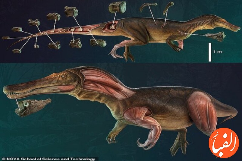 فسیل-های-کشف-شده-از-یک-دایناسور-جدید