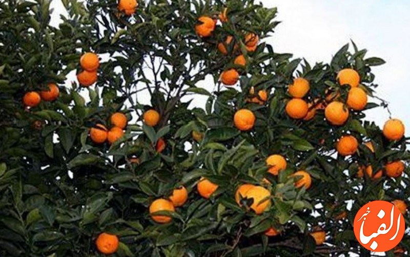 خواص-نارنج-و-فواید-درمانی-فوق-العاده-پوست-برگ-و-روغن-نارنج