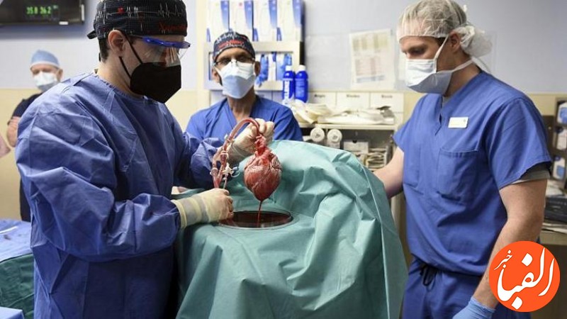 اولین-پیوند-قلب-خوک-به-انسان-بیمار-پس-از-دو-ماه-درگذشت