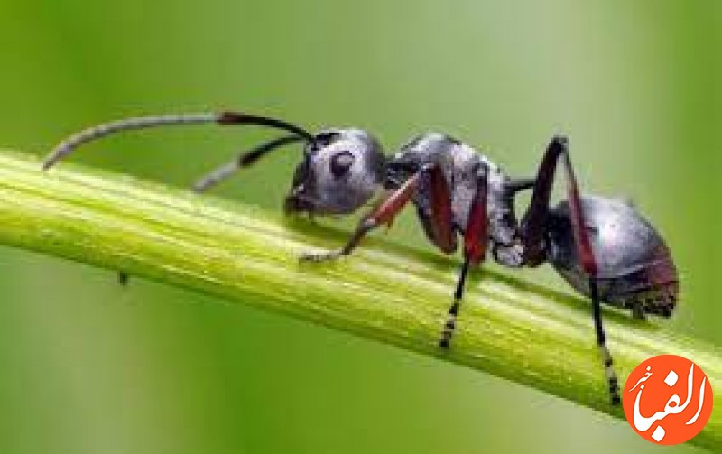 مورچه-ها-می-توانند-سرطان-را-بو-بکشند