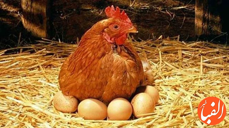قیمت-روز-انواع-مرغ-و-تخم-مرغ-۱۴۰۰-۱۲-۲۳