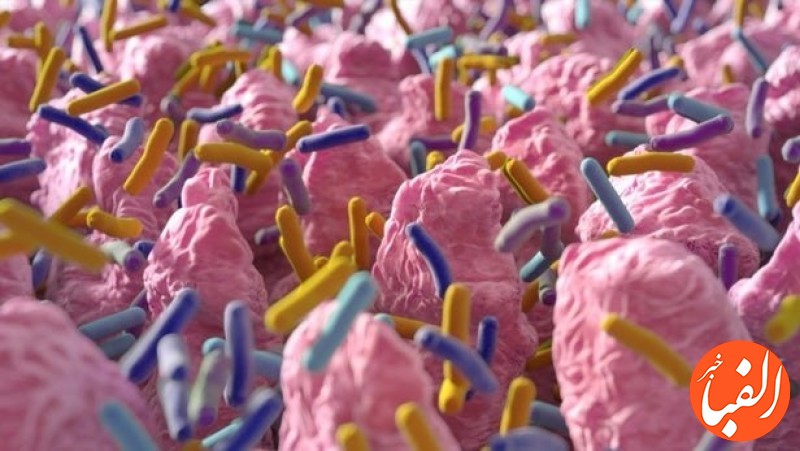 میکروب-های-روده-بر-ویژگی-های-شخصیتی-انسان-تأثیر-دارند