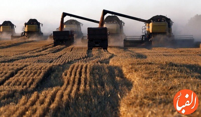 روسیه-صادرات-گندم-را-ممنوع-کرد