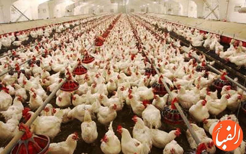 مرغ-ها-۵۰-روز-بدون-خوراک-ماندند-قیمت-مرغ-باز-هم-افزایش-می-یابد