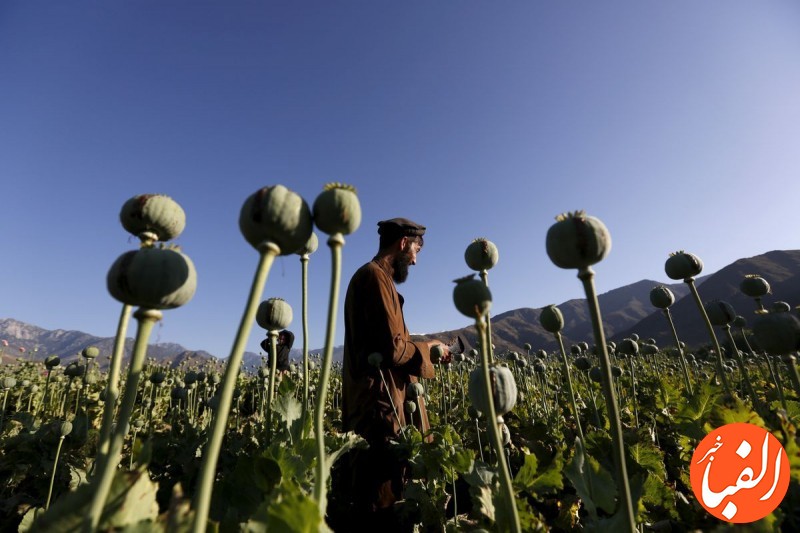 ممنوعیت-کشت-خشخاش-در-افغانستان-تریاک-را-گران-می-کند