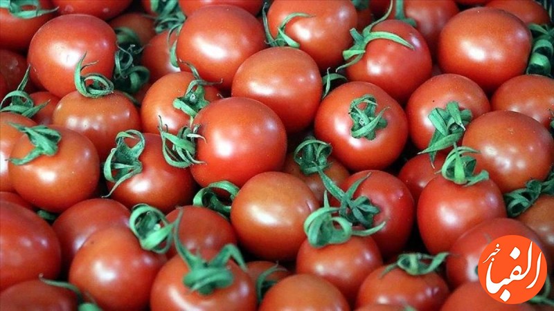 صادرات-حق-کشاورزان-است-گوجه-فرنگی-لب-مرز-کیلویی-17-هزار-تومان-است