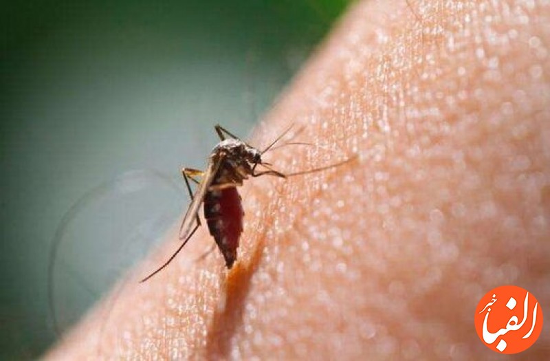 خطر-ورود-مالاریا-به-کشور-از-مرزهای-شرقی