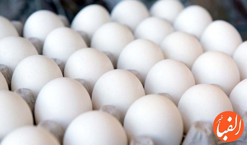 ممنوعیت-صادرات-تخم-مرغ-برداشته-شد-جوجه-ک-شی-نکنید