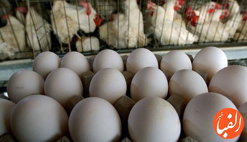ایران-بازار-تخم-مرغ-عراق-را-با-فشار-ترکیه-از-دست-داد
