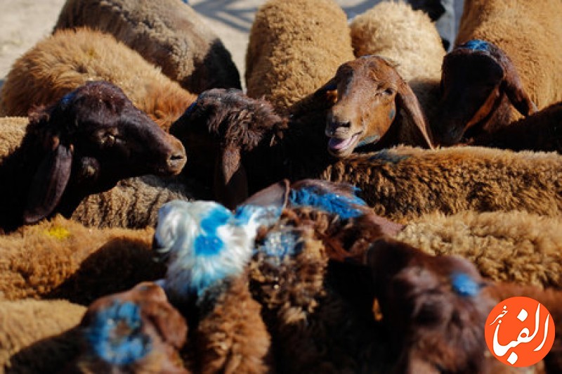 گوسفند-دزدی-در-شرق-تهران-با-هم-دستی-چوپان