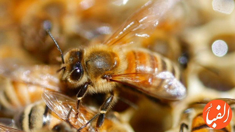 نابودی-زنبورهای-عسل-سرتاسر-جهان-در-پی-انتشار-ویروس