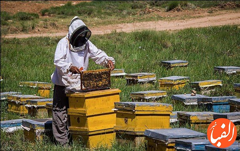 صندوق-بیمه-کشاورزان-از-طرح-تسهیلات-زنبورداران-خبر-داد