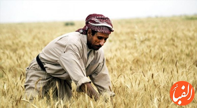 واردات-گندم-عراق-از-آمریکا-افزایش-یافت