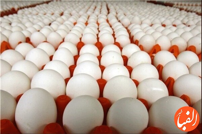 قیمت-تخم-مرغ-در-سراشیبی-سقوط-علت-چیست