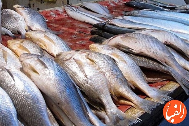 قیمت-انواع-ماهی-در-۱۰-مرداد-۱۴۰۱