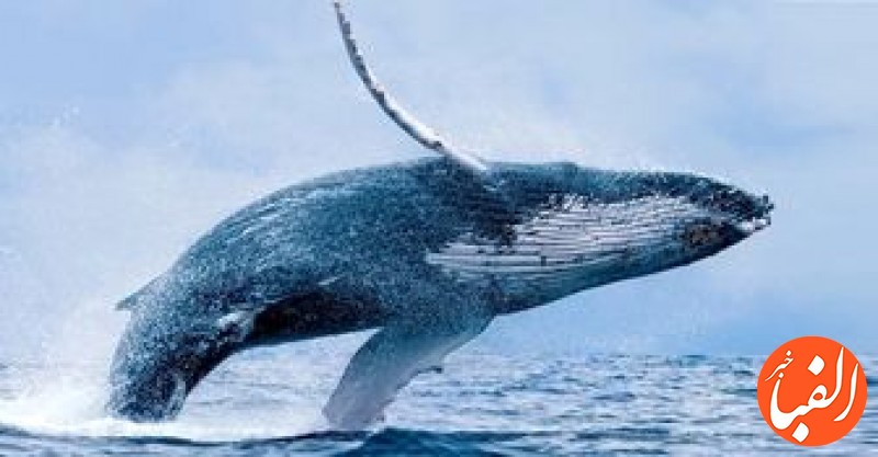 نهنگ-ارز-دیجیتال-چیست-و-چه-تأثیری-بر-قیمت-بیتکوین-دارد