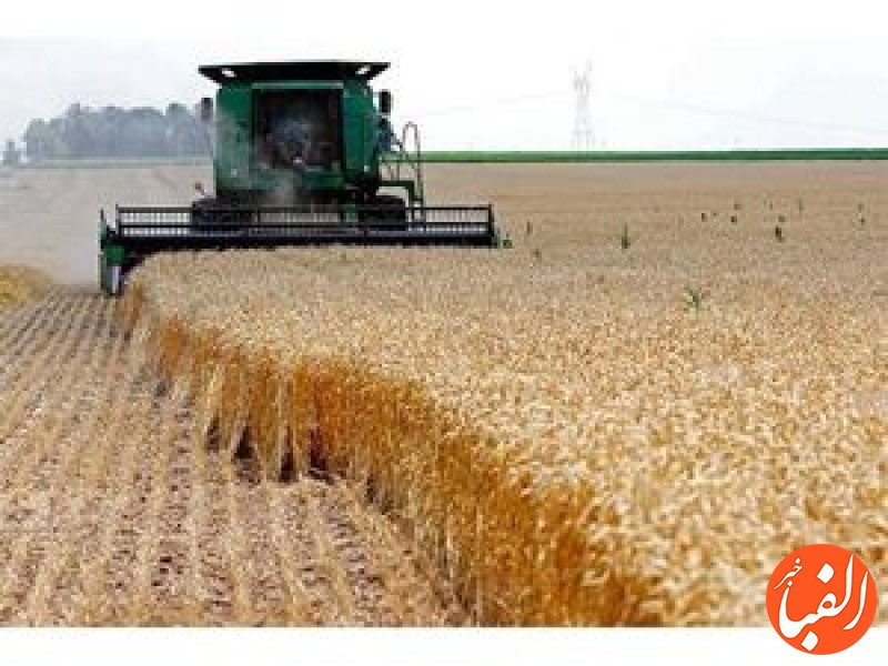 افزایش-40-درصدی-ذخایر-گندم-در-کشور