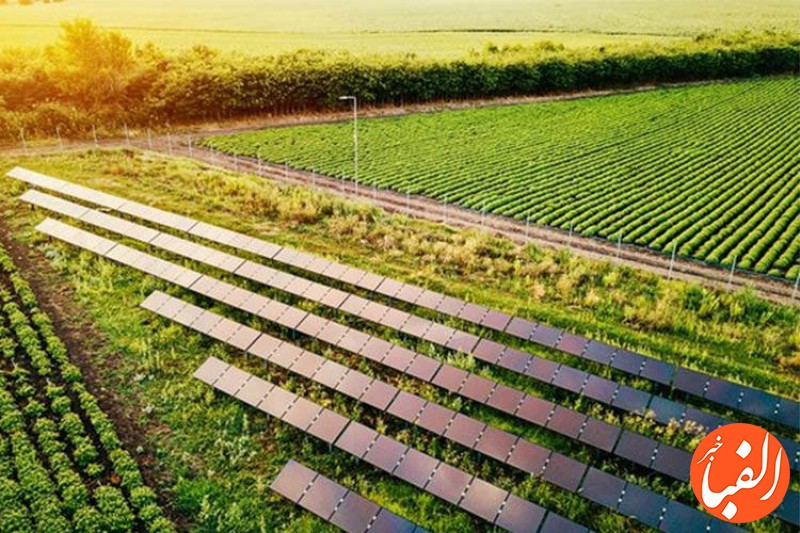رشد-شگفت-انگیز-محصولات-در-مزارع-خورشیدی