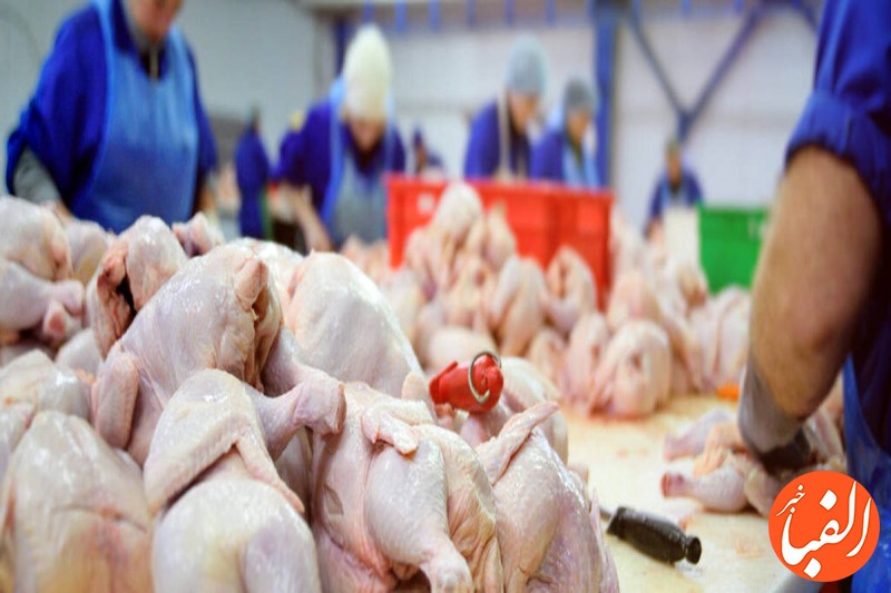 گوشت-مرغ-چگونه-گران-شد-وضعیت-تولید-گوشت-مرغ-در-مرغداری-ها