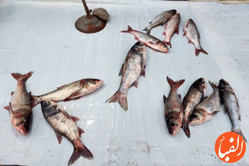 قیمت-ماهی-های-پرفروش-در-بازار-امروز