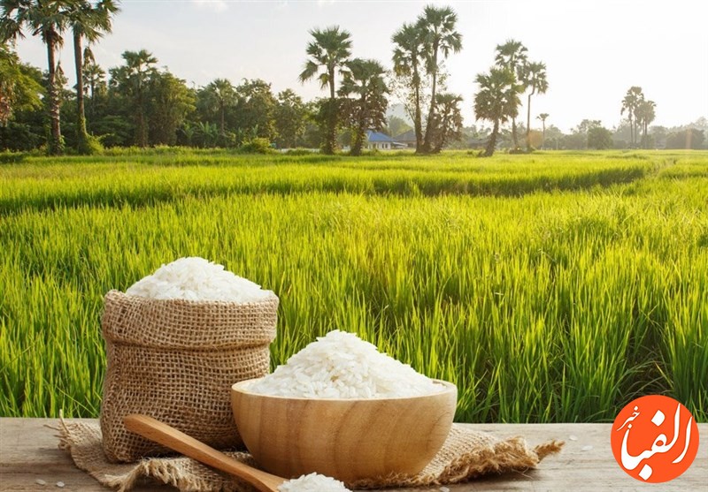 روسیه-صادرات-برنج-را-ممنوع-کرد