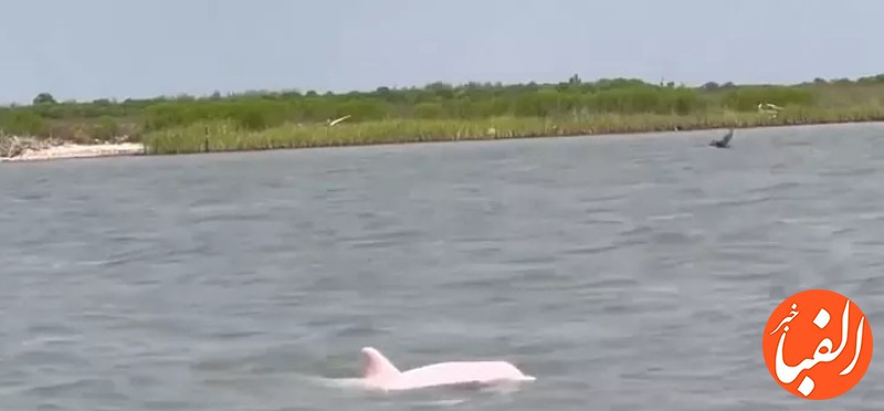 دلفین-های-صورتی-نادر-در-رودخانه-ای-در-آمریکا-مشاهده-شدند