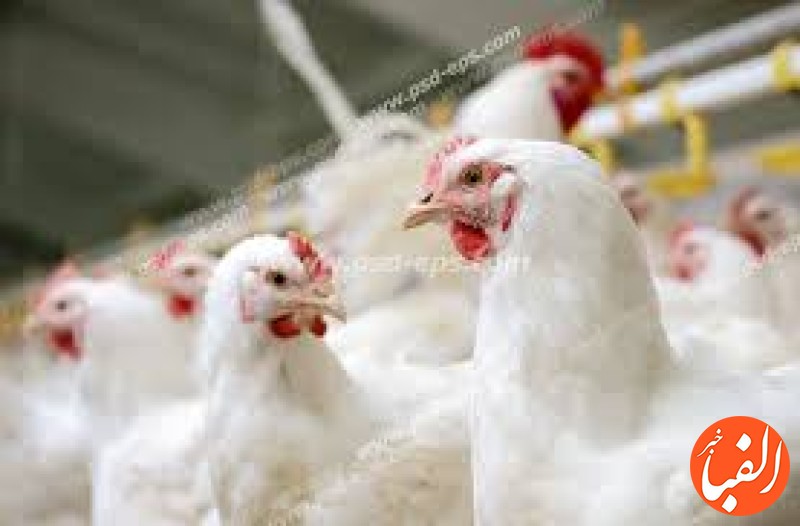 عرضه-گوشت-مرغ-با-قیمت-مصوب-در-بازار-متوسط-قیمت-هرکیلو-گرم-مرغ-چقدر-است