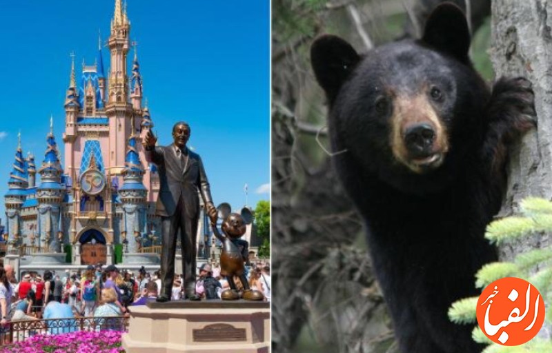 خرس-سیاه-مشهورترین-مرکز-تفریحی-آمریکا-را-به-تعطیلی-کشاند