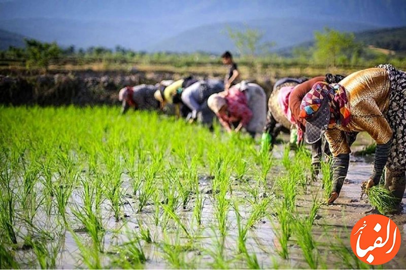 واردات-۲-۵-میلیون-تن-برنج-باعث-نابودی-کشاورزان-شده-است