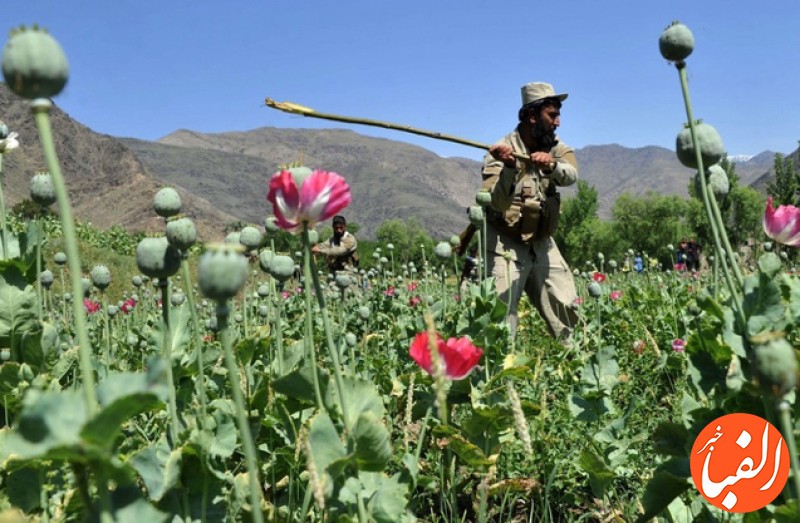 افزایش-نجومی-درآمد-کشت-تریاک-در-افغانستان