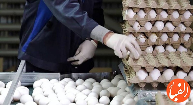 جزئیات-صادرات-۱۱۰-هزار-تن-تخم-مرغ-به-۵-کشور