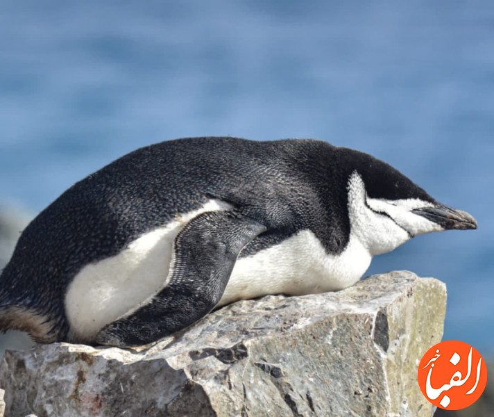 پنگوئن-ها-روزانه-هزاران-چرت-می-زنند