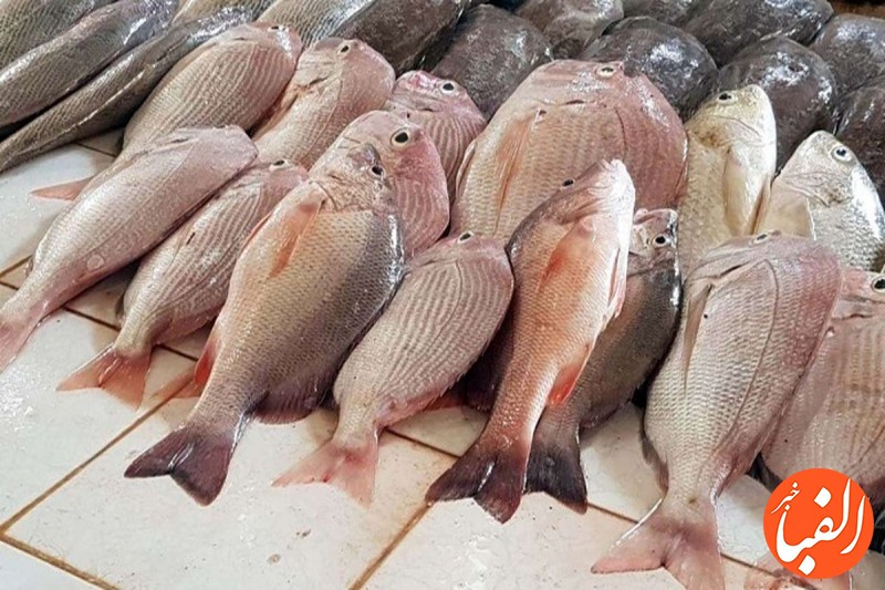 قیمت-هر-کیلو-ماهی-تغییر-کرد-قیمت-هر-کیلو-فیله-ماهی-سنگسر-۳۵۰-هزار-تومان-شد